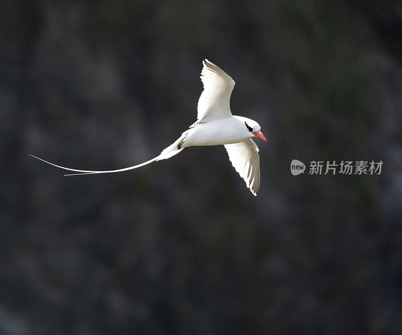 红嘴热带鸟，Phaethon aetherus，飞行:小多巴哥